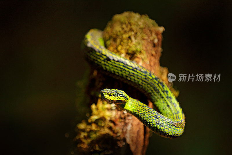 Talamancan棕榈- pitviper, Bothriechis nubestris，自然栖息地。热带森林中罕见的新物种毒蛇。黑暗丛林里的毒蛇。细节美丽的绿色蛇从哥斯达黎加，在苔藓。